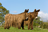 MAM 14 KH0006 01
Two Poitou Donkeys Standing In Pasture