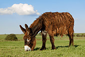 MAM 14 KH0007 01
Poitou Donkey Grazing In Pasture
