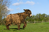 MAM 14 KH0008 01
Poitou Donkey Trotting In Pasture
