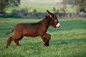 MAM 14 KH0009 01
Poitou Donkey Foal Cantering In Pasture