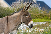 MAM 14 KH0010 01
Head Shot Of Contentin Donkey Standing In Pasture