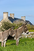 MAM 14 KH0011 01
Close-Up Of Contentin Donkeys Standing In Pasture