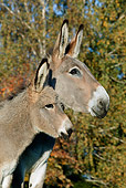 MAM 14 KH0014 01
Head Shot Of Contentin Donkey Mother And Foal Standing In Pasture