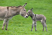 MAM 14 KH0015 01
Close-Up Of Contentin Donkey Mother Standing In Pasture Kissing Newborn Foal