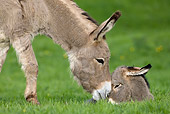 MAM 14 KH0016 01
Close-Up Of Contentin Donkey Mother Standing In Pasture Nuzzling Foal