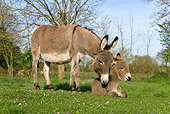 MAM 14 KH0017 01
Contentin Donkey Mother Standing In Pasture Nuzzling Foal