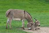 MAM 14 KH0018 01
Contentin Donkey Mother Standing In Pasture Nuzzling Foal