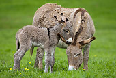 MAM 14 KH0019 01
Contentin Donkey Mother And Foal Standing In Pasture Grazing