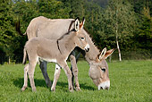 MAM 14 KH0020 01
Contentin Donkey Mother And Foal Standing In Pasture Grazing