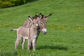 MAM 14 KH0021 01
Contentin Donkey Mother And Foal Standing In Pasture Nuzzling
