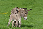 MAM 14 KH0022 01
Contentin Donkey Mother And Foal Standing In Pasture Nuzzling
