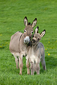 MAM 14 KH0023 01
Contentin Donkey Mother And Foal Standing In Pasture Head On