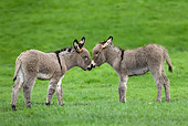 MAM 14 KH0024 01
Two Contentin Donkey Foals Standing In Pasture Nuzzling