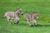 MAM 14 KH0025 01
Two Contentin Donkey Foals Running In Pasture