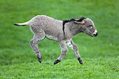 MAM 14 KH0026 01
Contentin Donkey Foal Running In Pasture