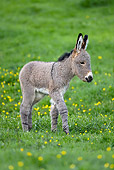 MAM 14 KH0030 01
Contentin Donkey Foal Walking In Pasture