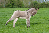 MAM 14 KH0031 01
Contentin Donkey Foal Standing In Pasture Stretching