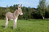 MAM 14 KH0033 01
Contentin Donkey Foal Standing In Pasture