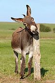 MAM 14 KH0036 01
Donkey Standing In Pasture Rubbing Head On Wooden Post