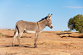 MAM 14 KH0037 01
Wild Burro Standing In Desert Arizona