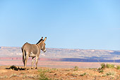 MAM 14 KH0038 01
Wild Burro Standing In Desert Arizona