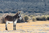 MAM 14 KH0039 01
Wild Burro Standing In Desert Nevada