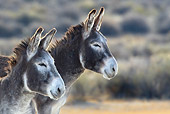 MAM 14 KH0040 01
Head Shot Of Two Wild Burros Standing In Desert Nevada