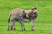 MAM 14 KH0041 01
Cotentin Donkey Mother Standing In Pasture Kissing Newborn Foal