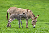 MAM 14 KH0042 01
Cotentin Donkey Mother And Newborn Foal Standing In Pasture