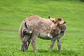 MAM 14 KH0043 01
Cotentin Donkey Mother Standing In Pasture With Newborn Foal Hiding Behind Legs Sticking Out Tongue