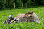 MAM 14 KH0044 01
Cotentin Donkey Mother Laying In Pasture With Newborn Foal