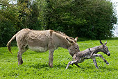 MAM 14 KH0045 01
Cotentin Donkey Mother Standing In Pasture Helping Newborn Foal Stand Up