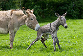 MAM 14 KH0046 01
Close-Up Of Cotentin Donkey Mother Standing In Pasture Helping Newborn Foal Stand Up