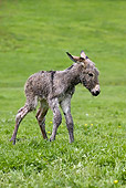 MAM 14 KH0047 01
Cotentin Donkey Newborn Foal Standing In Pasture