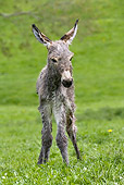 MAM 14 KH0048 01
Cotentin Donkey Newborn Foal Standing In Pasture