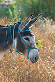 MAM 14 KH0049 01
Head Shot Of Greek Donkey Standing In Field Wearing Halter