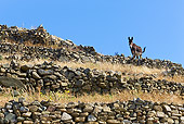 MAM 14 KH0050 01
Greek Donkey Standing On Rocky Terrace Greece