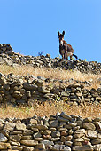 MAM 14 KH0051 01
Greek Donkey Standing On Rocky Terrace Greece