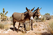 MAM 14 LS0006 01
Wild Burros Walking In Desert Arizona