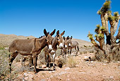 MAM 14 LS0007 01
Wild Burros Standing In Desert Arizona
