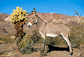 MAM 14 LS0008 01
Wild Burro Standing In Desert Arizona