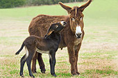MAM 14 MB0001 01
Poitou Donkey Jenny And Foal Standing In Pasture