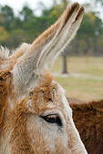 MAM 14 MB0004 01
Close-Up Of Mammoth Donkey's Head