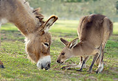 MAM 14 MB0005 01
Close-Up Of Miniature Donkey And Kangaroo Grazing