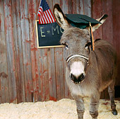 MAM 14 RS0007 02
Miniature Donkey Wearing Graduation Hat