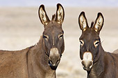 MAM 14 TL0001 01
Two Wild Burros Standing In Desert