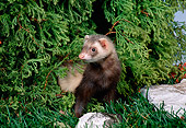 MAM 15 FA0002 01
Ferret Standing On Grass By Rock And Evergreen