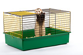 MAM 15 JE0001 01
Ferret In Cage Standing On Hind Legs On White Seamless