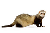 MAM 15 JE0002 01
Ferret Standing On White Seamless