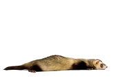 MAM 15 JE0003 01
Ferret Laying On White Seamless Profile